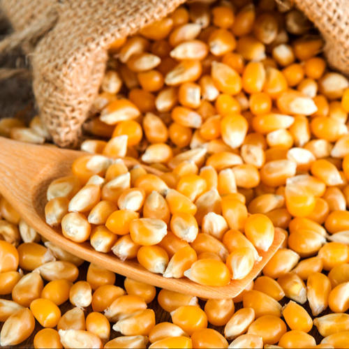 Yellow maize: A close-up view of golden, ripe corn kernels on the cob. The vibrant yellow hue exudes freshness and sweetness. A staple in many cuisines, this versatile grain is commonly used for cooking, baking, and making corn-based products. Its appealing appearance and rich nutritional content make it a delightful addition to a balanced diet.